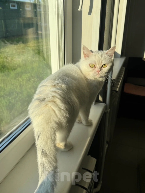 Кошки в Ярославле: Кошка в добрые руки Девочка, Бесплатно - фото 3