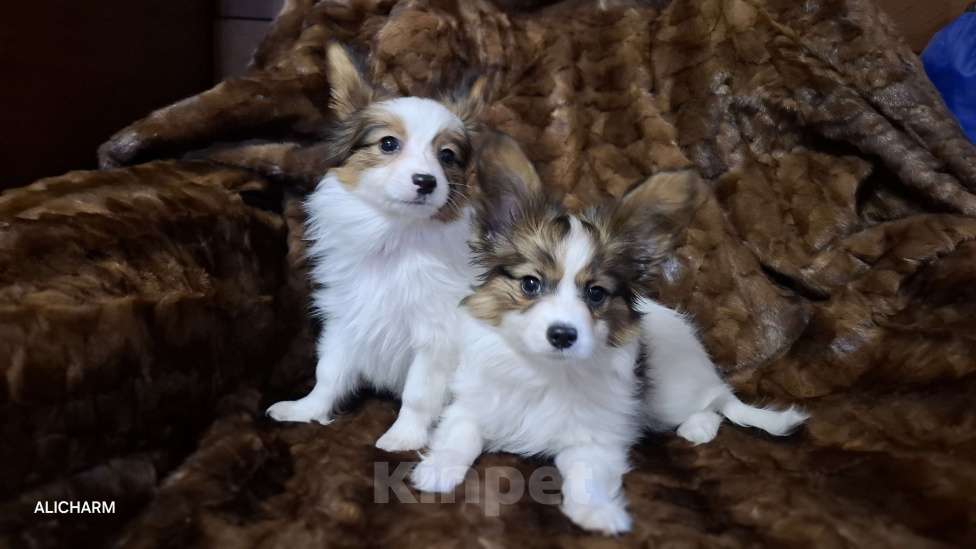 Собаки в Санкт-Петербурге: папийон мальчик Мальчик, Бесплатно - фото 2