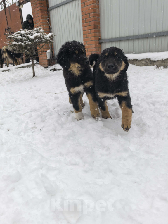 Собаки в Хабаровске: Щенок Монгольской овчарки (Банхар) Мальчик, 40 000 руб. - фото 1