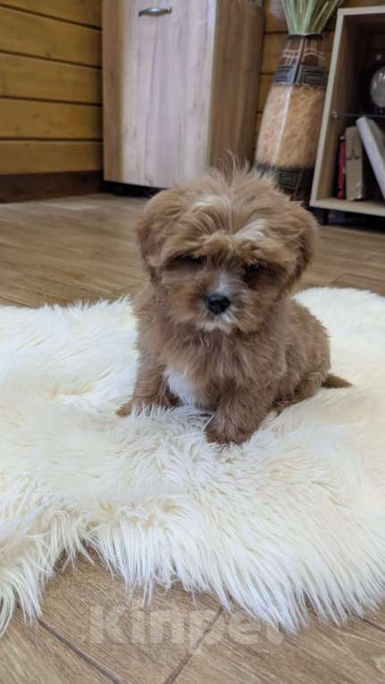 Собаки в Москве: Девочка мальтипу Девочка, 80 000 руб. - фото 1