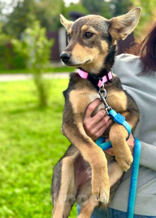 Собаки в Москве: Маленькая принцесса Рита с умными глазами в поисках своего дома Девочка, 1 руб. - фото 5