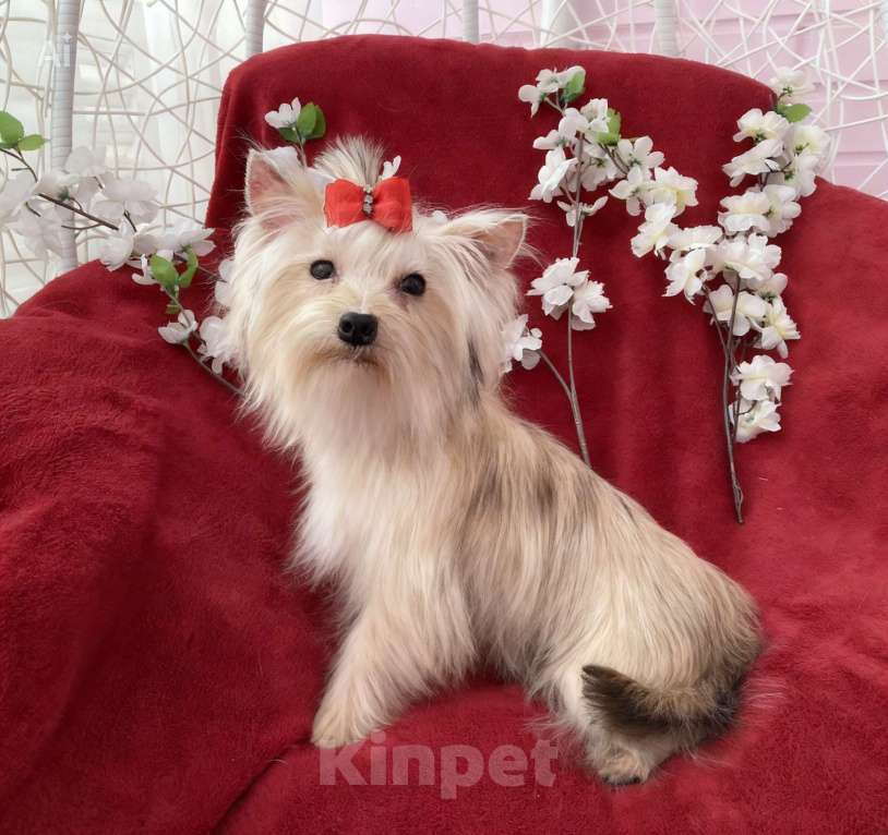 Собаки в Москве: Мини йорк девочка золотая подрощенная Девочка, 80 000 руб. - фото 7