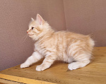 Кошки в Краснодаре: Кот нежно рыженький Мальчик, Бесплатно - фото 2
