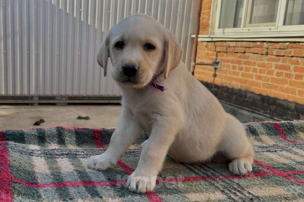 Собаки в Краснодаре: Щенок лабрадора палевый  Девочка, 25 000 руб. - фото 5