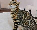Кошки в Брянске: Красавец в любимцы Мальчик, 25 000 руб. - фото 3