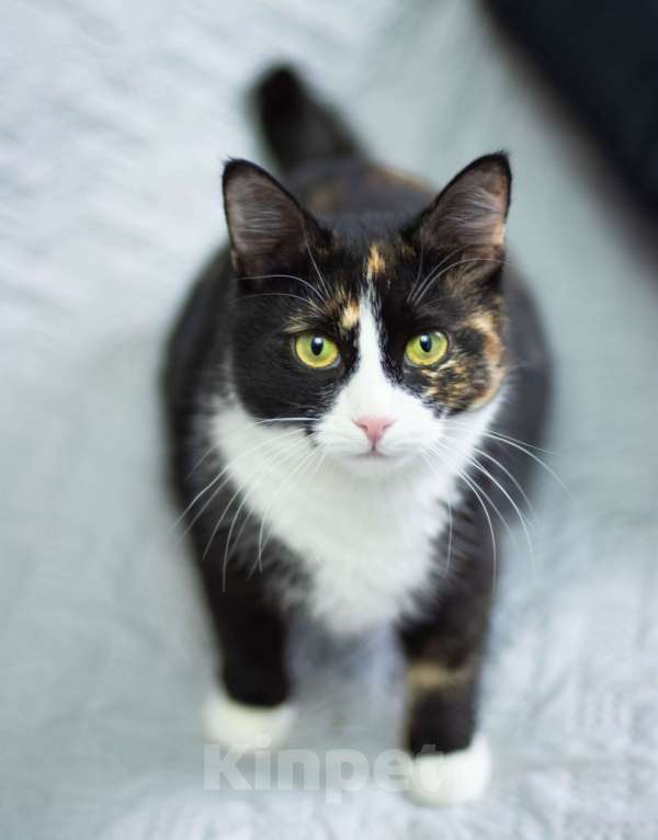 Кошки в других городах Московской области: Кошка Лоя в любящую семью Девочка, Бесплатно - фото 4