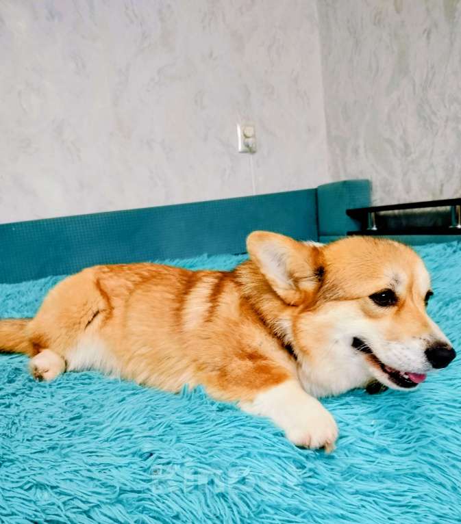 Собаки в Воронеже: Вельш корги пемброк девочка Девочка, 30 000 руб. - фото 4