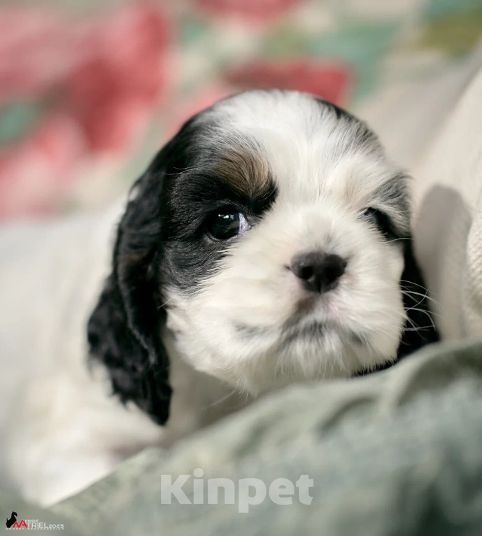 Собаки в Москве: Хитрая булочка  Девочка, 120 000 руб. - фото 5