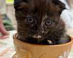 Кошки в Геленджике: Котенок в добрые руки Девочка, Бесплатно - фото 3