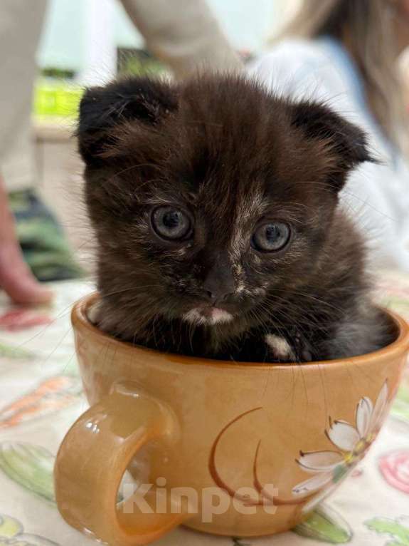 Кошки в Геленджике: Котенок в добрые руки Девочка, Бесплатно - фото 3