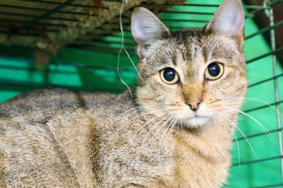 Кошки в Москве: Кошечка Веста - юная полосаточка в дар Девочка, Бесплатно - фото 2