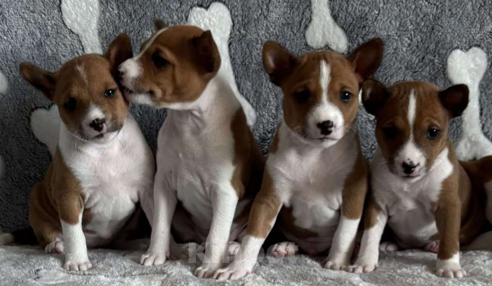 Собаки в Котласе: Щенки Басенджи Разнополые, Бесплатно - фото 1