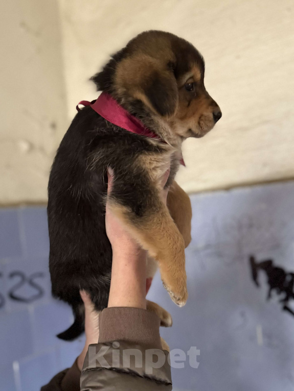 Собаки в Красногорске: Щенок невероятной красоты Санта 2 мес ждет вас! Девочка, Бесплатно - фото 5