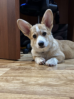 Продам щенка девочка 5 месяцев