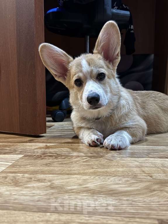 Собаки в Уфе: Продам щенка девочка 5 месяцев Девочка, Бесплатно - фото 1