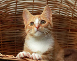 Кошки в Калуге: Томасина, рыжая девочка. Котенок 3 мес в добрые руки. Девочка, Бесплатно - фото 1