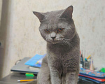 Кошки в Липецке: Вязка, 500 руб. - фото 2