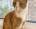 Кошки в Реутове: Ищет дом рыжая кошечка Ириска. Девочка, Бесплатно - фото 7