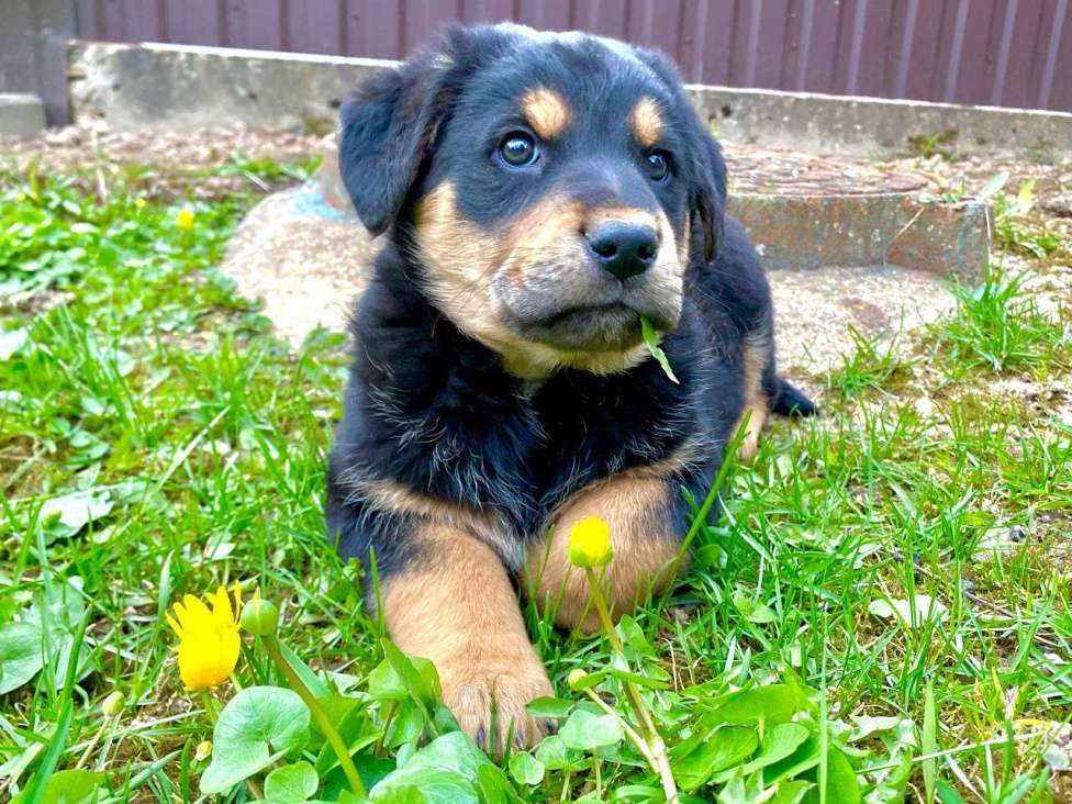 Собаки в Москве: Щенки девочки в добрые руки Девочка, Бесплатно - фото 9