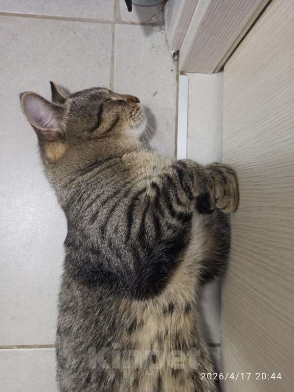 Кошки в Москве: Отдадим в добрые руки Мальчик, Бесплатно - фото 10