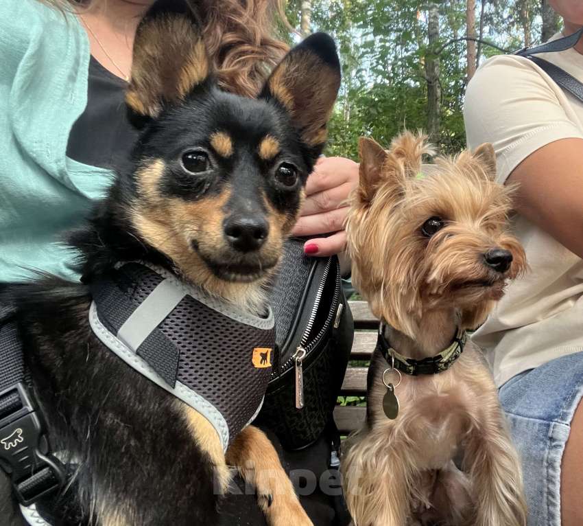 Собаки в Москве: Найдена собака Девочка, Бесплатно - фото 2