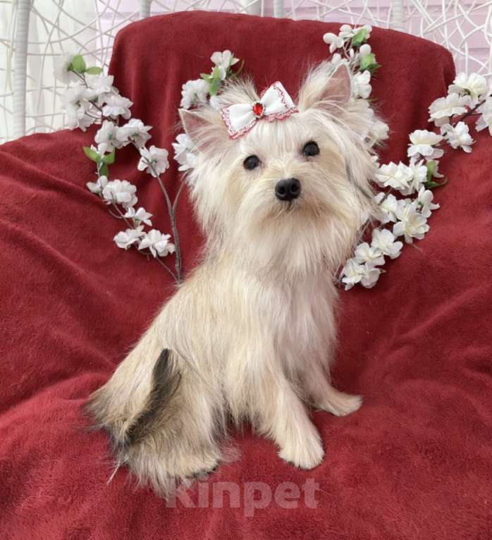 Собаки в Москве: Мини йорк девочка золотая подрощенная Девочка, 80 000 руб. - фото 6