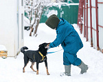 Собаки в Москве: Идеальный Оскар ищет дом! Мальчик, Бесплатно - фото 5