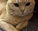 Кошки в Москве: Пропал рыжий вислоухий котик Мальчик, Бесплатно - фото 2