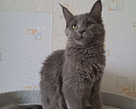 Кошки в Москве: Котенок мейн-кун девочка Девочка, 20 000 руб. - фото 10