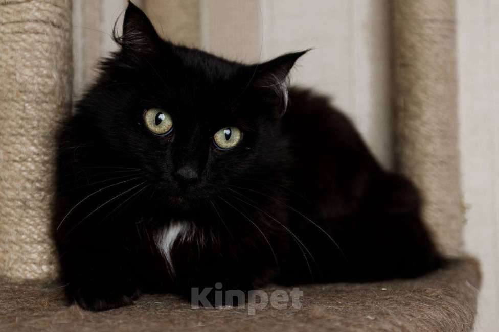 Кошки в Москве: Пушистая кошка в добрые руки Девочка, 15 руб. - фото 2