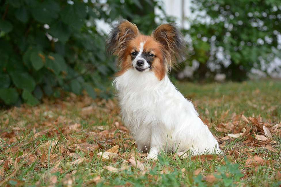 Собаки в Самаре: Продам щенка  папильона Мальчик, Бесплатно - фото 2