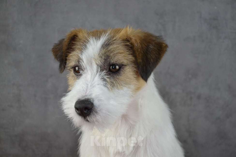 Собаки в Саратове: Девочки джек рассел терьера Девочка, Бесплатно - фото 7