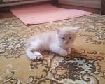 Кошки в Краснодаре: Котёнок в добрые руки Девочка, Бесплатно - фото 3