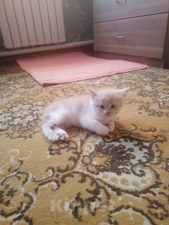 Кошки в Краснодаре: Котёнок в добрые руки Девочка, Бесплатно - фото 3