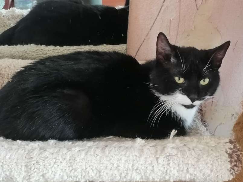 Кошки в Санкт-Петербурге: Маркиз из приюта в добрые руки Мальчик, Бесплатно - фото 6