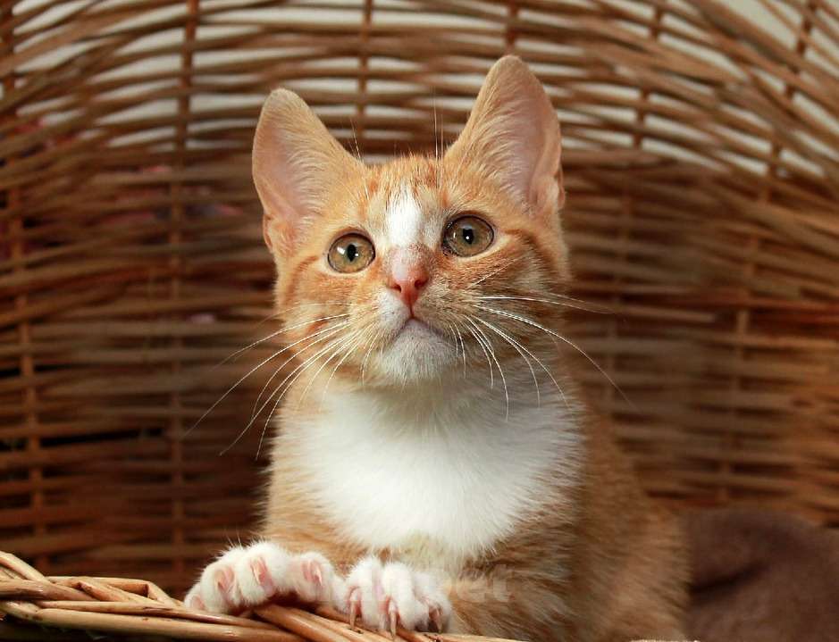 Кошки в Калуге: Томасина, рыжая девочка. Котенок 3 мес в добрые руки. Девочка, Бесплатно - фото 1