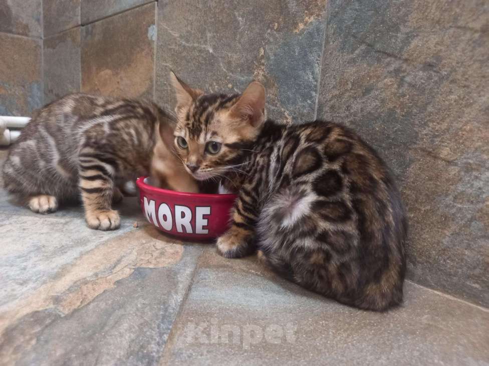 Кошки в Скопине: Бенгальские котята, 25 000 руб. - фото 1