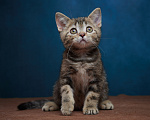 Кошки в Барнауле: Котик-страйт Винстон🖤 Мальчик, Бесплатно - фото 1