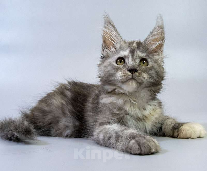 Кошки в Москве: Котенок мейн кун Девочка, Бесплатно - фото 3