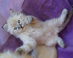Кошки в Краснодаре: Котята Невская маскарадная color point blue пушистый Мальчик, 28 000 руб. - фото 1