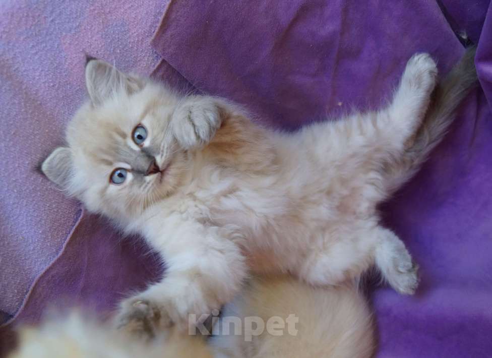 Кошки в Краснодаре: Котята Невская маскарадная color point blue пушистый Мальчик, 28 000 руб. - фото 1