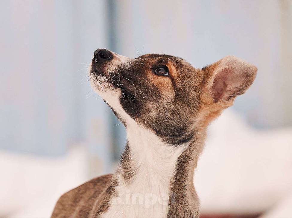 Собаки в других городах Московской области: Милана якутенок Девочка, Бесплатно - фото 2