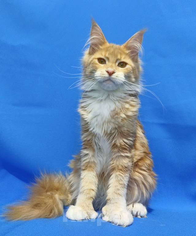 Кошки в Москве: Star Maine Coons Девочка, 75 000 руб. - фото 4