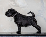 Собаки в Апатите: высокопородные щенки цвергшнауцера черного Мальчик, 65 000 руб. - фото 3