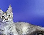 Кошки в Москве: Котенок мейн кун Девочка, Бесплатно - фото 3
