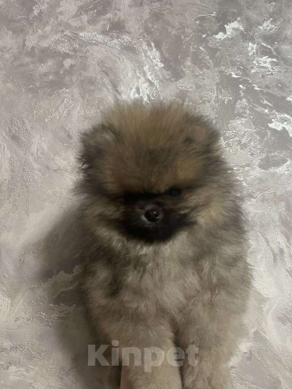 Собаки в Джанкое: Шпиц Мальчик, 20 000 руб. - фото 3