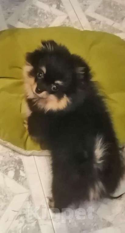 Собаки в Москве: Щенок немецкого шпица  Девочка, 50 000 руб. - фото 2