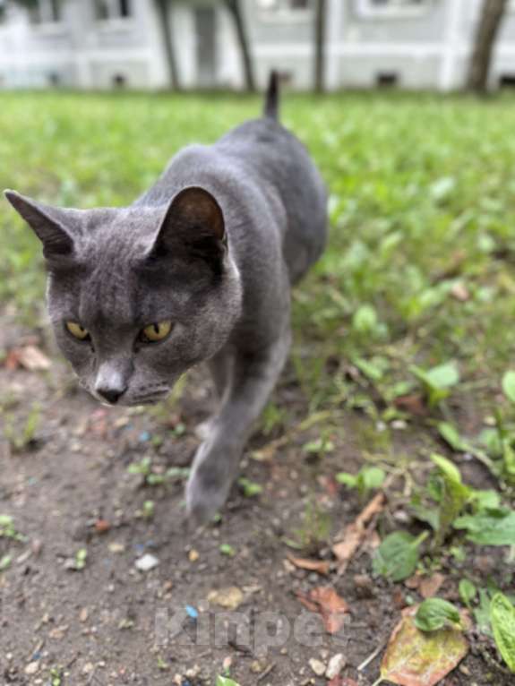 Кошки в Москве: Очаровательная молодая кошка ищет любящего хозяина  Девочка, 1 000 руб. - фото 6