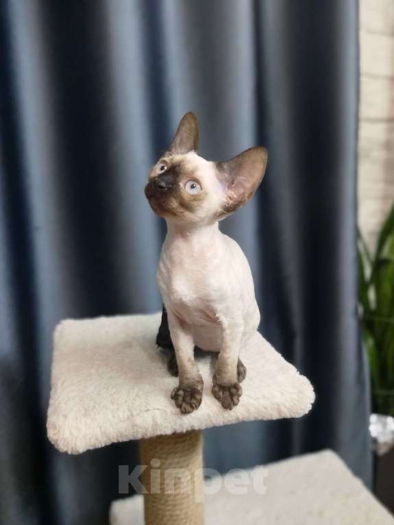 Кошки в Воронеже: Девон Рекс коёнок Девочка, Бесплатно - фото 2