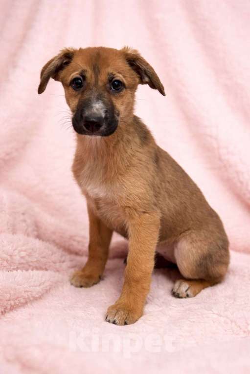 Собаки в Химках: Девочка Минди Девочка, Бесплатно - фото 5